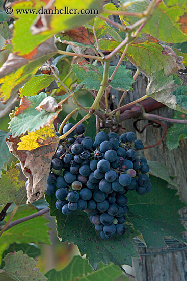 red-grapes.jpg