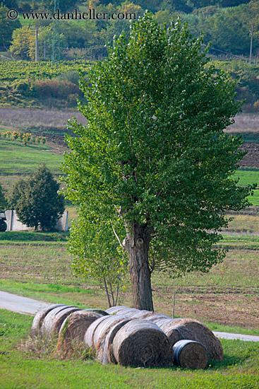 hay-bales-n-tree-2.jpg