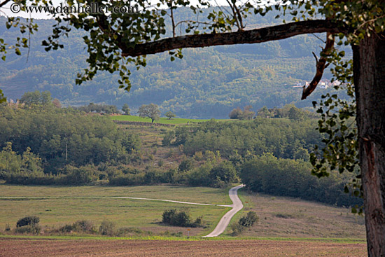 tree-branch-n-road-landscape.jpg