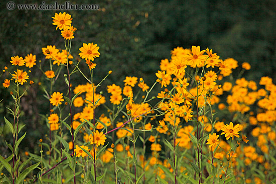 yellow-marigolds-1.jpg