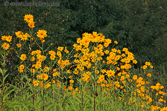 yellow-marigolds-2.jpg