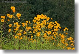 croatia, daisies, europe, flowers, horizontal, marigolds, motovun, nature, scenics, yellow, photograph