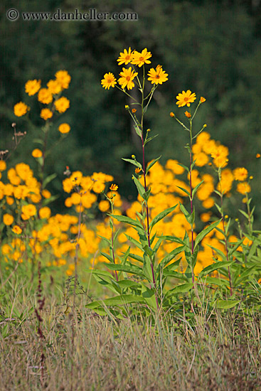 yellow-marigolds-3.jpg