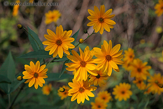 yellow-marigolds-4.jpg