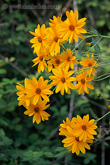 yellow-marigolds-5.jpg