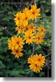 croatia, daisies, europe, flowers, marigolds, motovun, nature, scenics, vertical, yellow, photograph