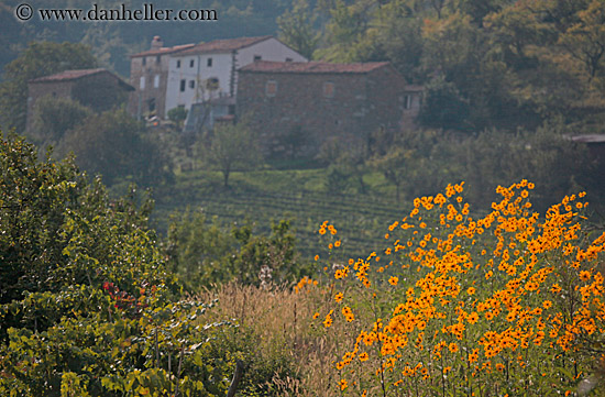 yellow-marigolds-n-house.jpg