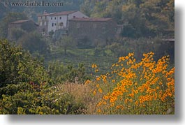 croatia, daisies, europe, flowers, hills, horizontal, houses, landscapes, marigolds, motovun, nature, scenics, yellow, photograph