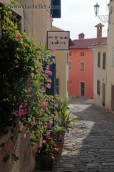 flowers-n-cobblestone-road.jpg