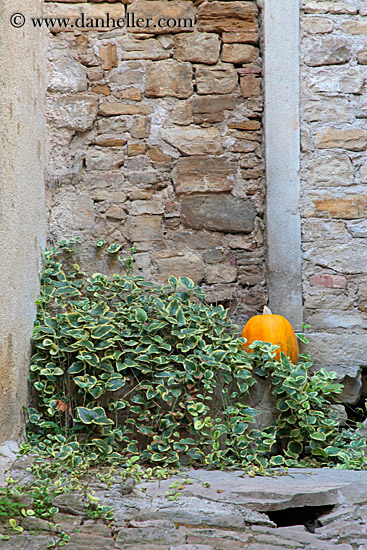 pumpkin-n-plants-1.jpg