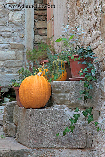 pumpkin-n-plants-2.jpg