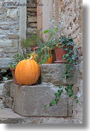croatia, europe, motovun, plants, pumpkins, towns, vertical, photograph