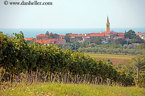 church-bell_tower-n-vineyards.jpg