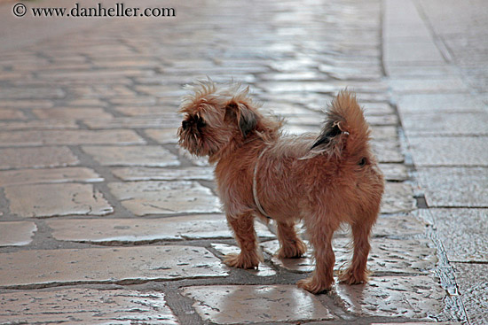 small-dog-n-marble-sidewalk.jpg
