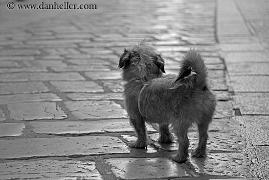 small-dog-n-marble-sidewalk-bw.jpg
