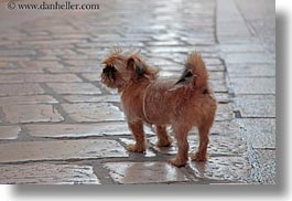 cobblestones, croatia, dogs, europe, horizontal, marble, materials, porec, sidewalks, small, stones, photograph