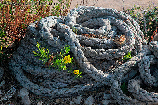 flower-n-rope.jpg