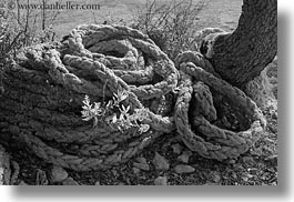 black and white, croatia, europe, flowers, horizontal, punta kriza, ropes, photograph