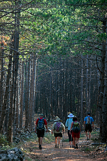 hiking-in-pine-forest-03.jpg