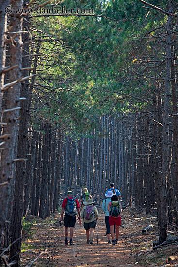 hiking-in-pine-forest-04.jpg