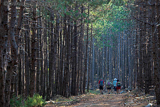 hiking-in-pine-forest-05.jpg