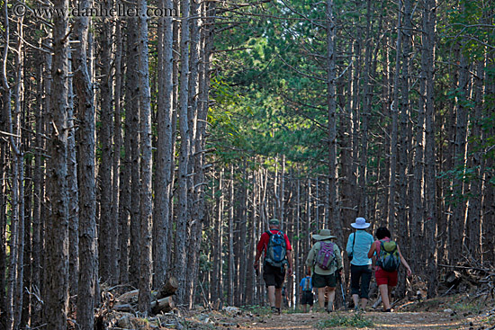 hiking-in-pine-forest-06.jpg