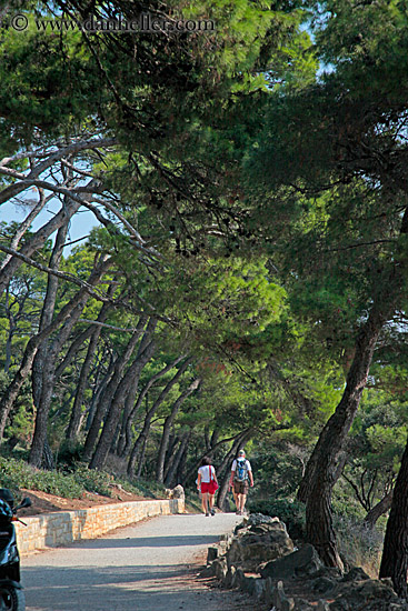 tree-lined-path.jpg