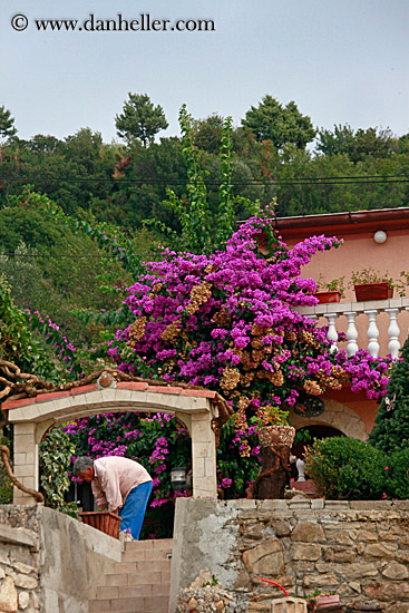 man-n-bougainvillea.jpg