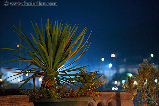 palm_tree-at-nite.jpg