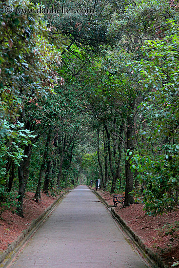 trees-n-long-walkway.jpg