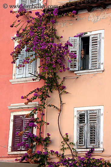 large-bougainvillea-2.jpg