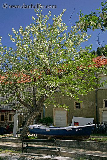 boat-under-flowering-tree.jpg