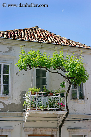 tree-in-flowered-balcony.jpg