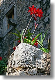 amaryllis, croatia, europe, flowers, sipan, vertical, photograph