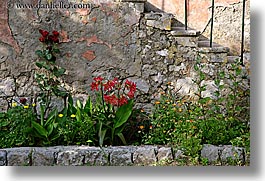 amaryllis, croatia, europe, flowers, horizontal, sipan, photograph