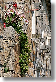 amaryllis, croatia, europe, flowers, sipan, vertical, photograph