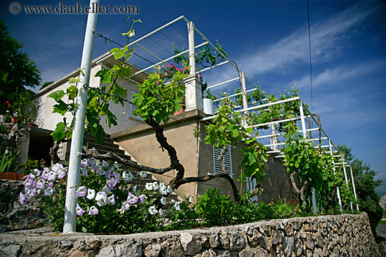 grape_vines-n-flowers.jpg