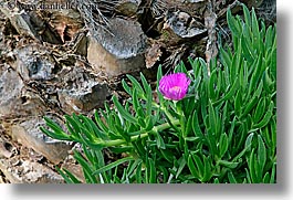 croatia, europe, flowers, horizontal, ice plants, sipan, photograph