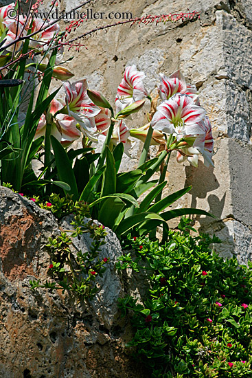 red-n-white-flowers.jpg