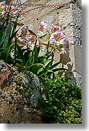 croatia, europe, flowers, gardens, red, sipan, vertical, white, photograph