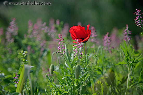 red-poppy.jpg