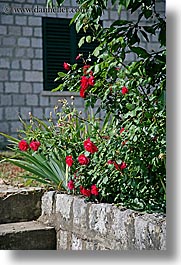 croatia, europe, flowers, gardens, roses, sipan, vertical, photograph