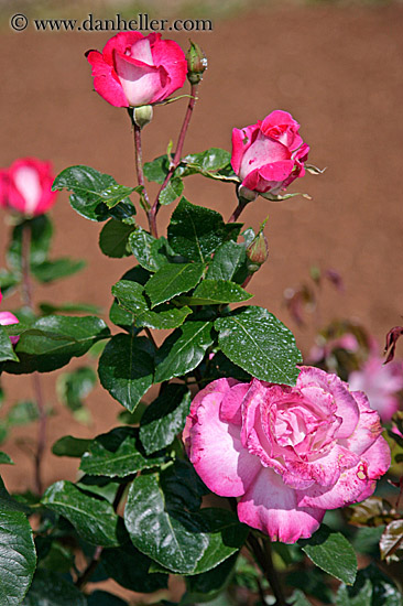 roses-2.jpg
