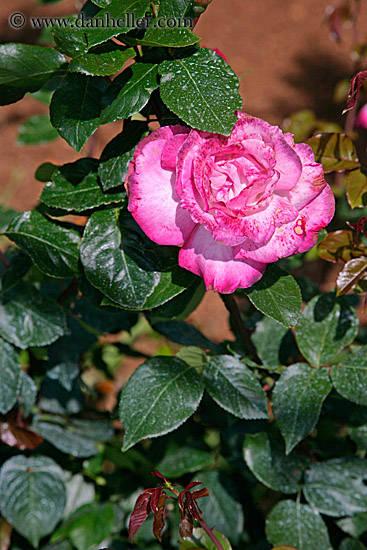 roses-3.jpg
