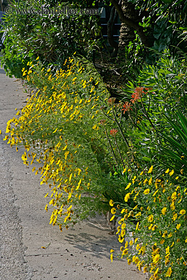 yellow-flowers.jpg