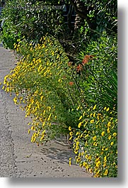 croatia, europe, flowers, gardens, sipan, vertical, yellow, photograph