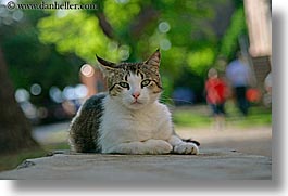 cats, croatia, europe, horizontal, sipan, photograph