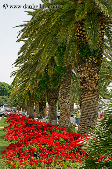 flowers-n-palm_trees.jpg