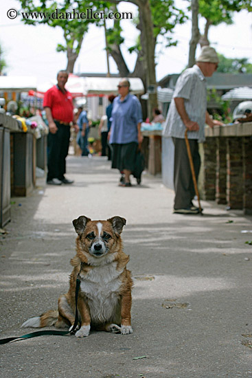 sitting-dog-1.jpg