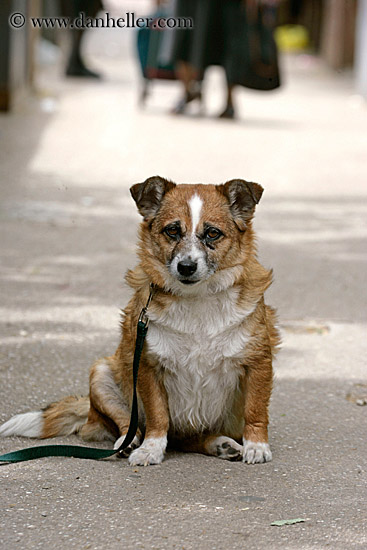 sitting-dog-2.jpg